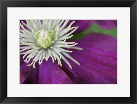 Framed Purple Clematis Bloom Print