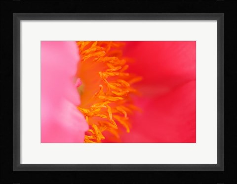 Framed Pink Peony Bloom 1 Print