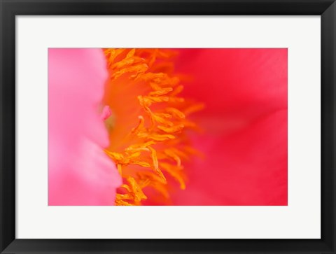 Framed Pink Peony Bloom 1 Print