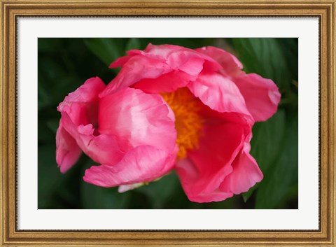 Framed Pink Peony Bloom 2 Print