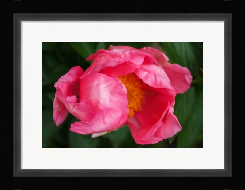 Framed Pink Peony Bloom 2 Print