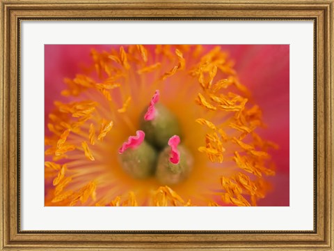 Framed Pink Peony Bloom 3 Print