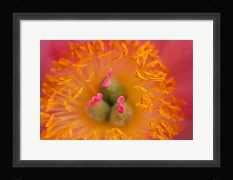 Framed Pink Peony Bloom 3 Print