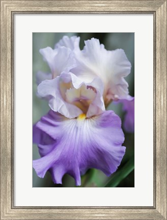 Framed Pale Lavender Bearded Iris Bloom Print