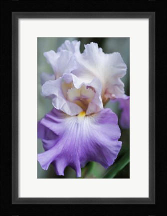 Framed Pale Lavender Bearded Iris Bloom Print