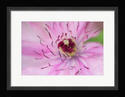 Framed Pale Pink Clematis Blossom 1 Print