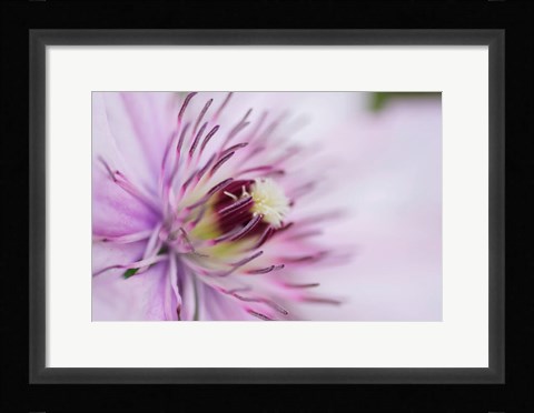 Framed Pale Pink Clematis Blossom 2 Print