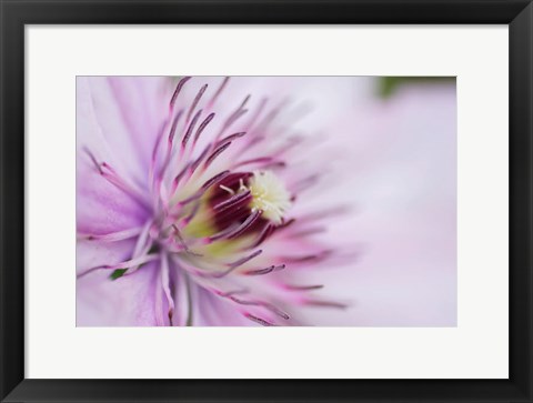 Framed Pale Pink Clematis Blossom 2 Print