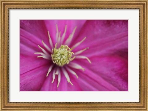 Framed Pale Pink Clematis Blossom 3 Print