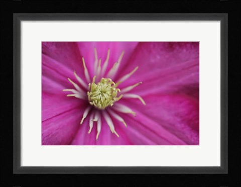 Framed Pale Pink Clematis Blossom 3 Print