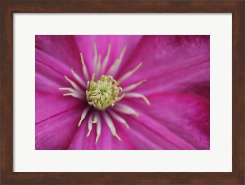 Framed Pale Pink Clematis Blossom 3 Print