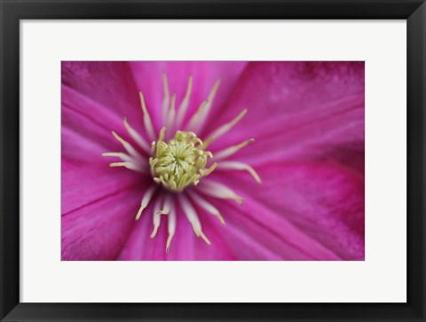 Framed Pale Pink Clematis Blossom 3 Print