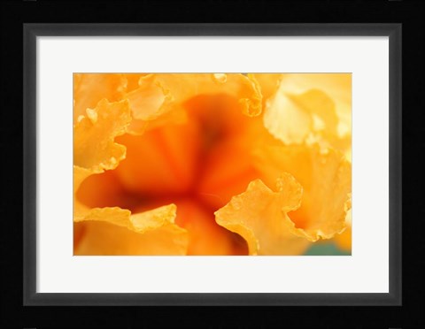 Framed Bearded Iris Flower Close-Up 1 Print