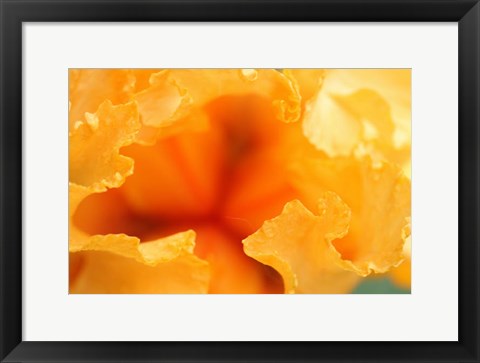Framed Bearded Iris Flower Close-Up 1 Print