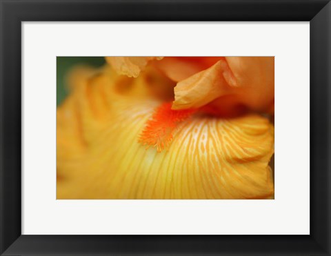 Framed Bearded Iris Flower Close-Up 2 Print