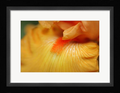 Framed Bearded Iris Flower Close-Up 2 Print