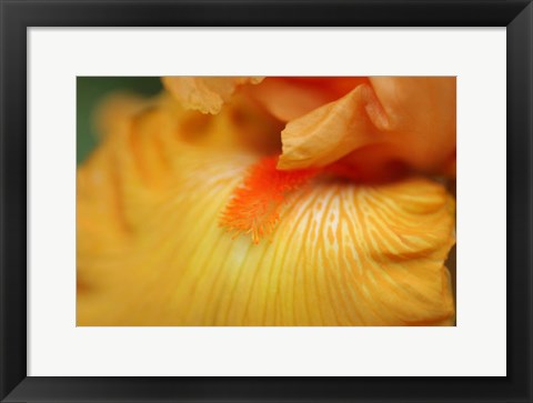 Framed Bearded Iris Flower Close-Up 2 Print