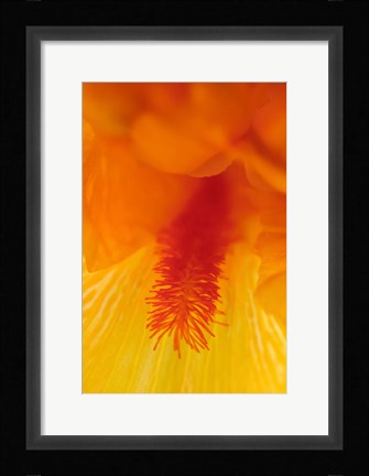 Framed Bearded Iris Flower Close-Up 3 Print