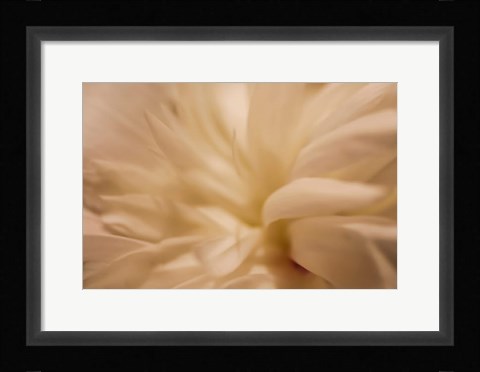 Framed White Peony 1 Print