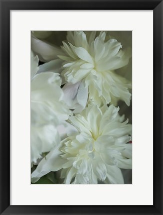 Framed White Peony 3 Print