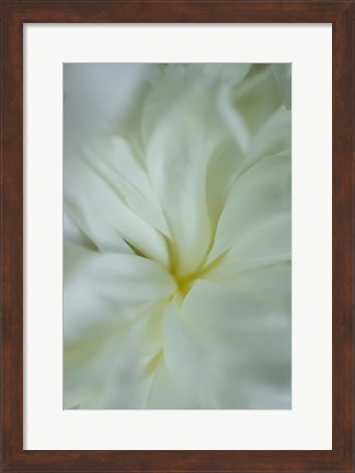 Framed White Peony 4 Print
