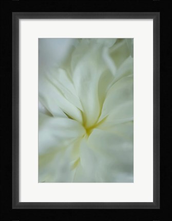 Framed White Peony 4 Print