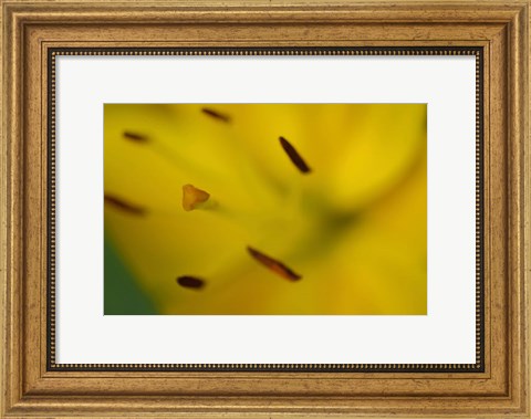 Framed Yellow Daylily Flower Close-Up 1 Print