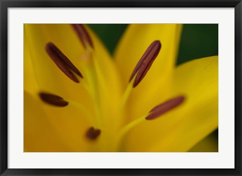 Framed Yellow Daylily Flower Close-Up 2 Print