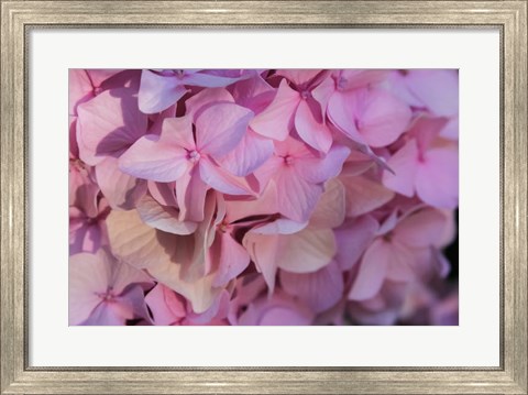 Framed Pink Hydrangea Blossom 1 Print