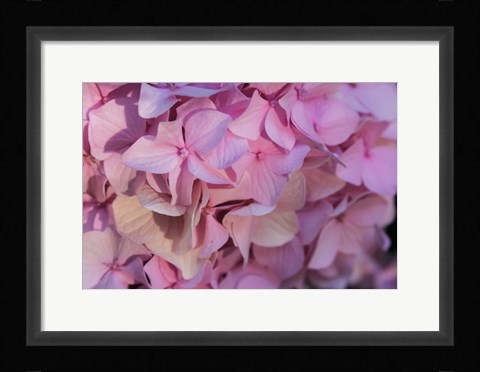 Framed Pink Hydrangea Blossom 1 Print