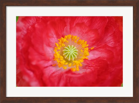 Framed Red Poppy Flower Print