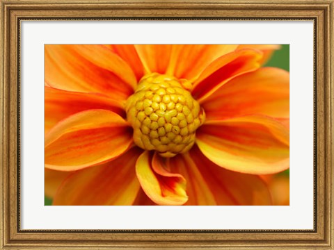 Framed Orange Dahlia Bloom Print