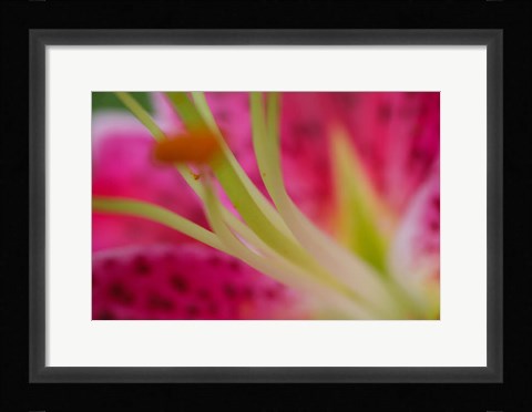 Framed Stargazer Lily 4 Print