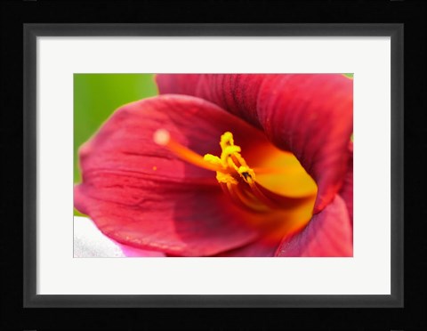 Framed Red Daylily Print