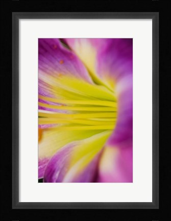 Framed Pink Daylily 1 Print