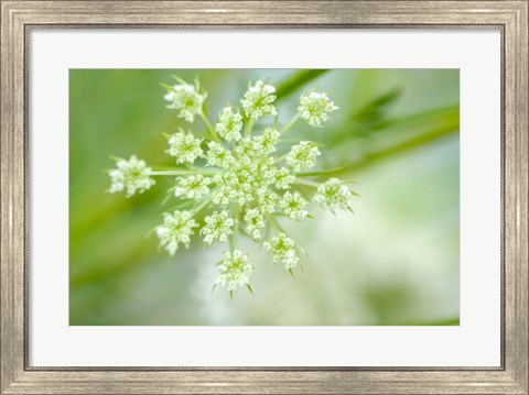 Framed Queen Anne&#39;s Lace Flower 2 Print
