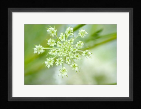 Framed Queen Anne's Lace Flower 2 Print