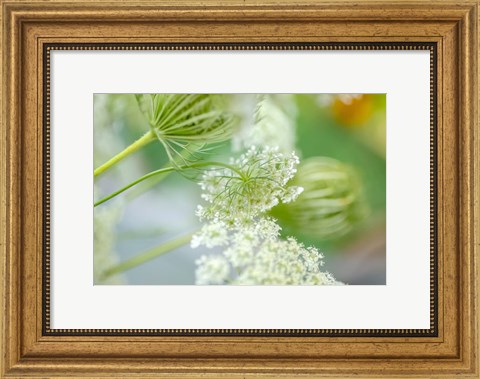 Framed Queen Anne&#39;s Lace Flower 4 Print