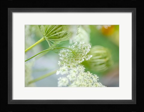 Framed Queen Anne's Lace Flower 4 Print