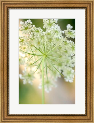 Framed Queen Anne&#39;s Lace Flower 5 Print