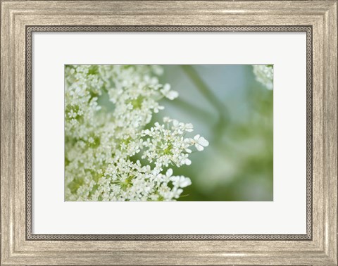 Framed Queen Anne&#39;s Lace Flower 6 Print