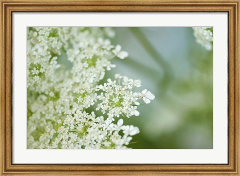 Framed Queen Anne&#39;s Lace Flower 6 Print