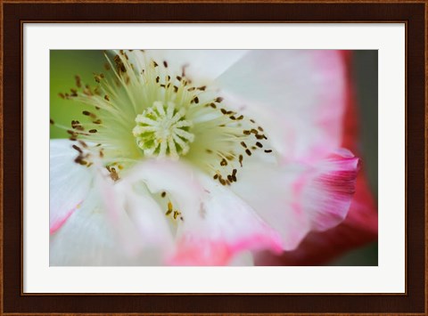 Framed Garden Poppy 1 Print