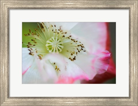 Framed Garden Poppy 1 Print