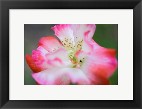 Framed Garden Poppy 2 Print