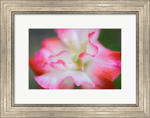 Framed Garden Poppy 3 Print