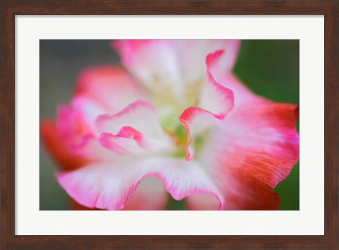 Framed Garden Poppy 3 Print