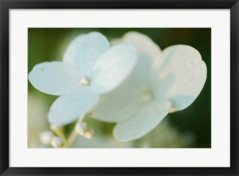 Framed Hydrangea Bloom 1 Print
