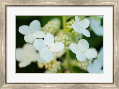 Framed Hydrangea Bloom 2 Print