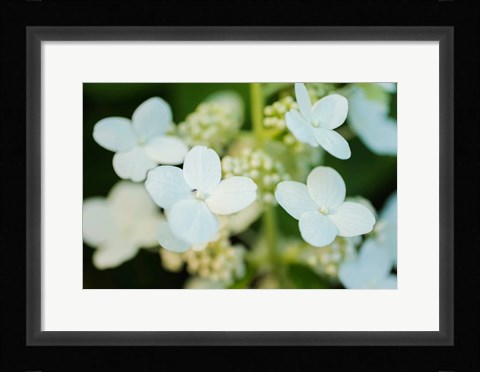 Framed Hydrangea Bloom 2 Print